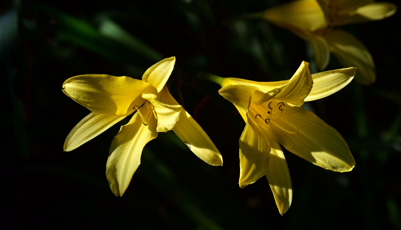 lilies  yellow  flowers free photo