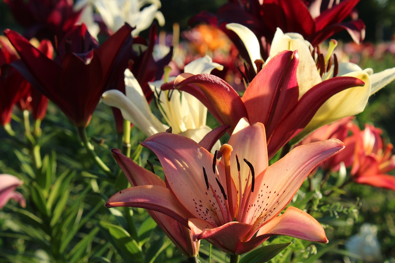 lilies  red  flower free photo