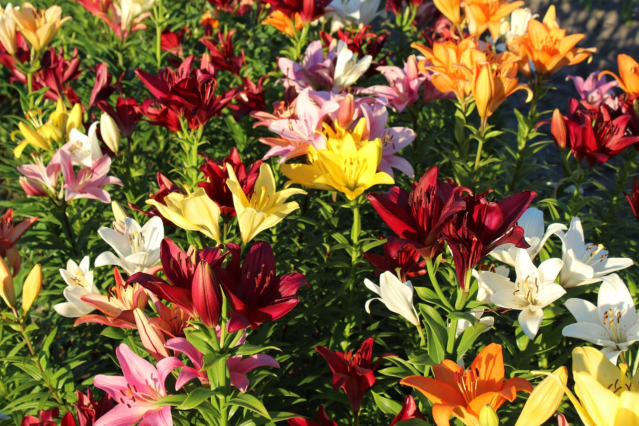 lilies  lilienfeld  colorful free photo