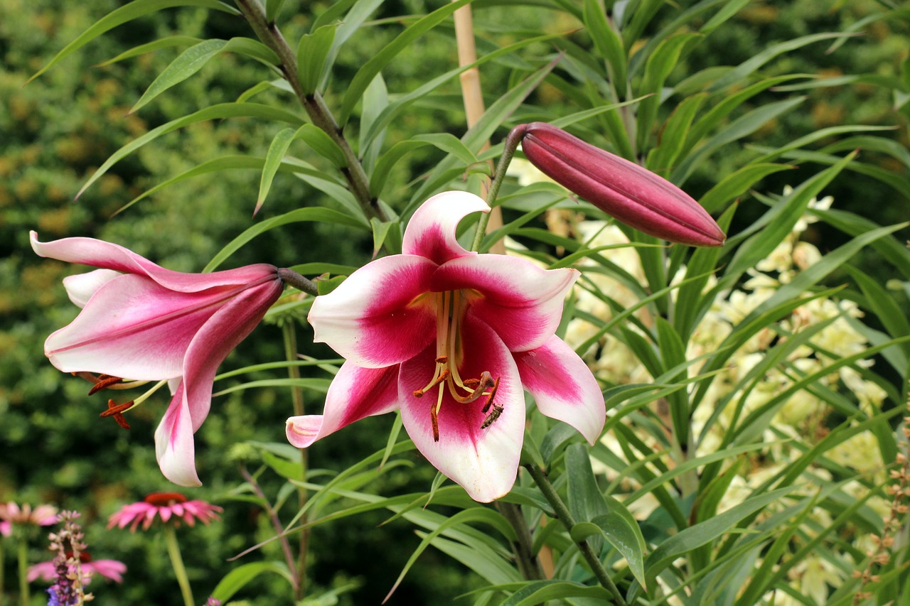 lilies  flowers  summer free photo
