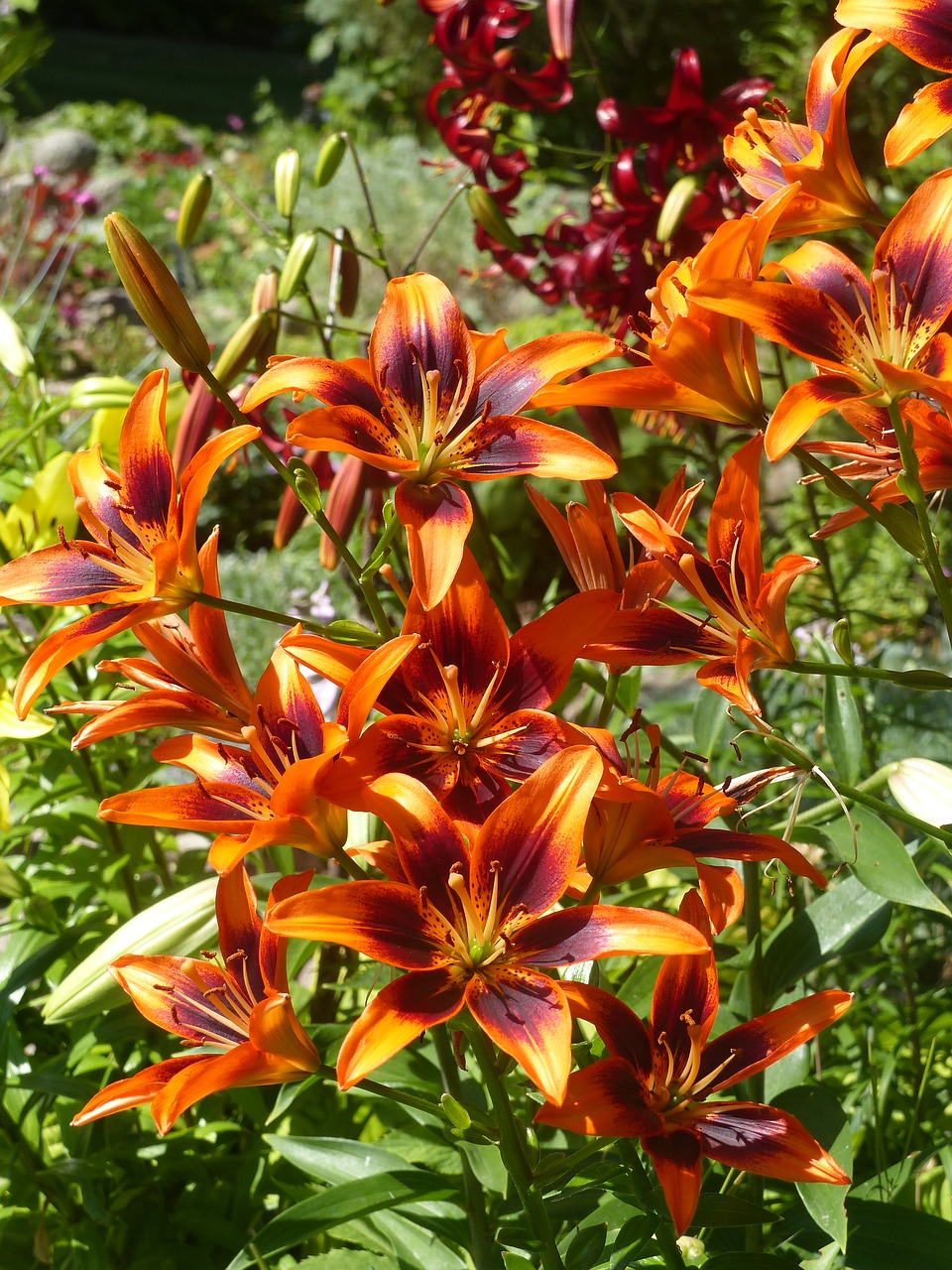 lilies  orange  green free photo