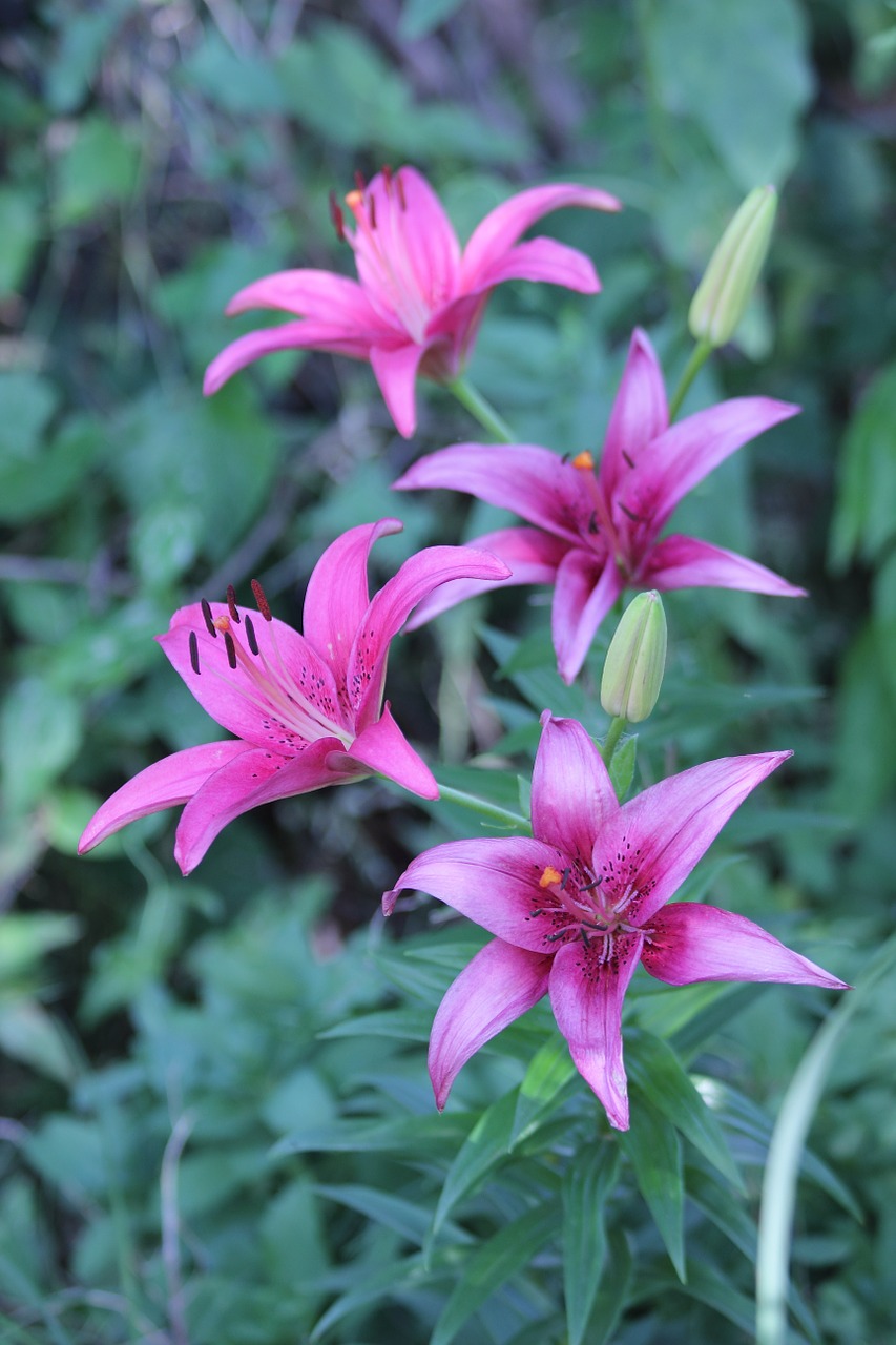 lilies flower plant free photo