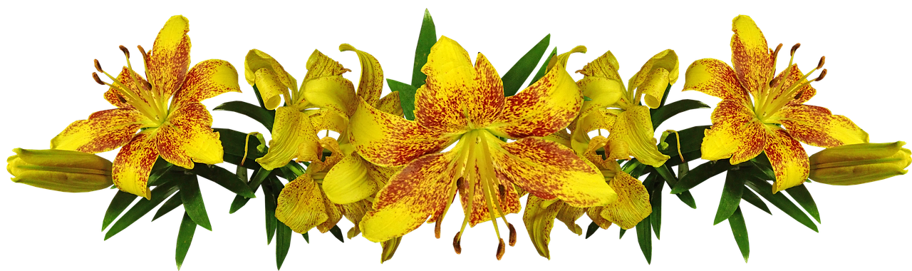 lilies  yellow  asiatic free photo