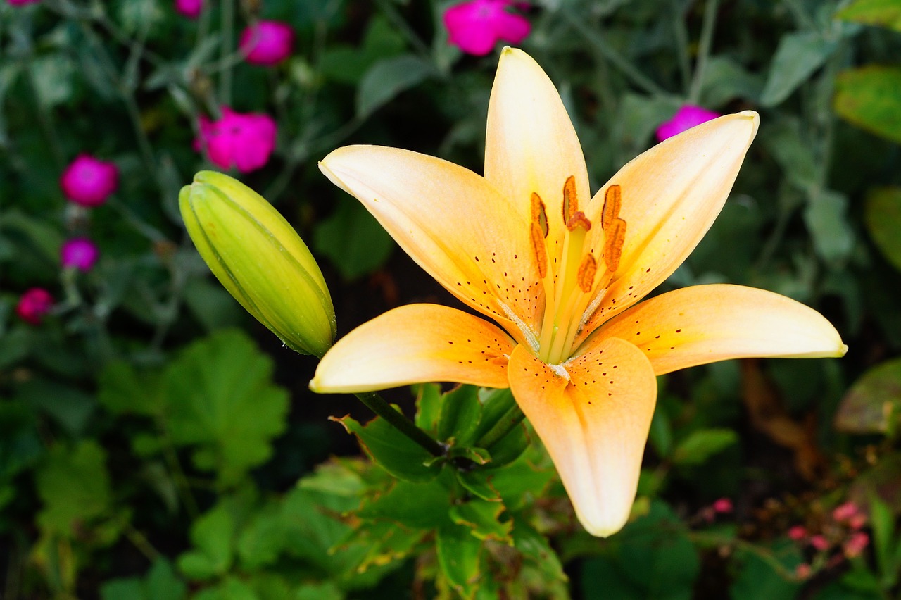 lilies flowers orange free photo