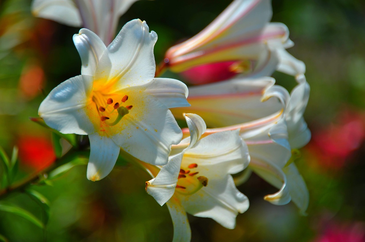 lilies  flowers  garden free photo