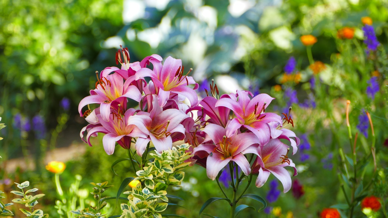 lilies  flowers  summer free photo