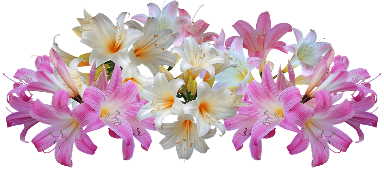 lilies  belladonna  easter lilies free photo