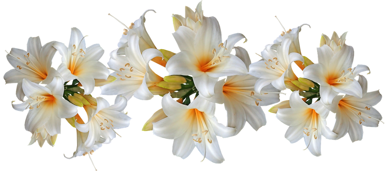 lilies  white  belladonna free photo