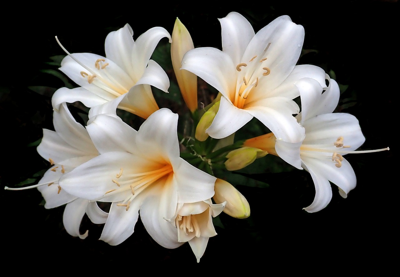 lilies  easter lilies  white flowers free photo