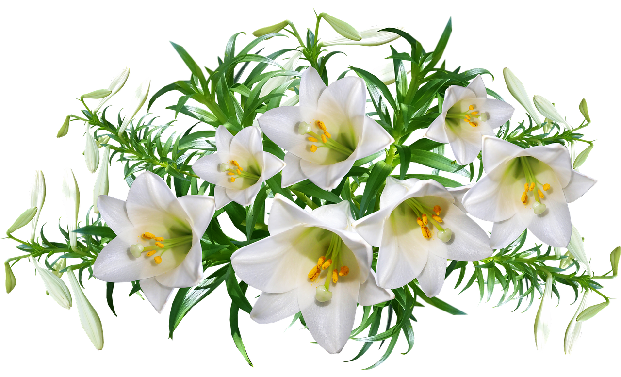 lilies  flowers  perfume free photo