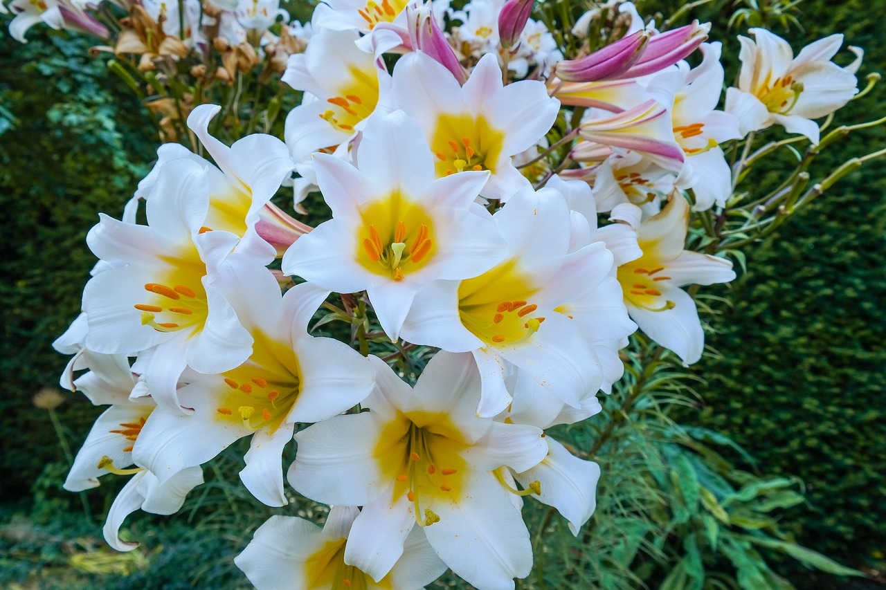 lilies  flower  blossom free photo