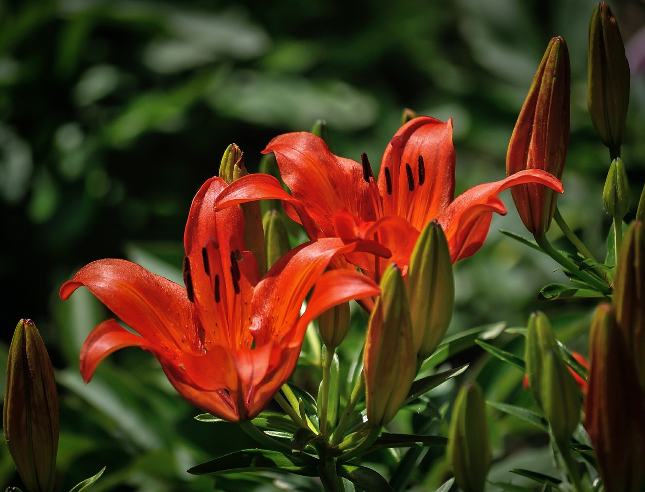 lilies red flower free photo