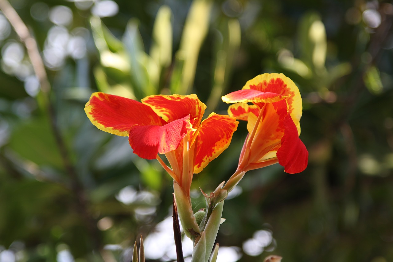 lilies  flowers  close up free photo