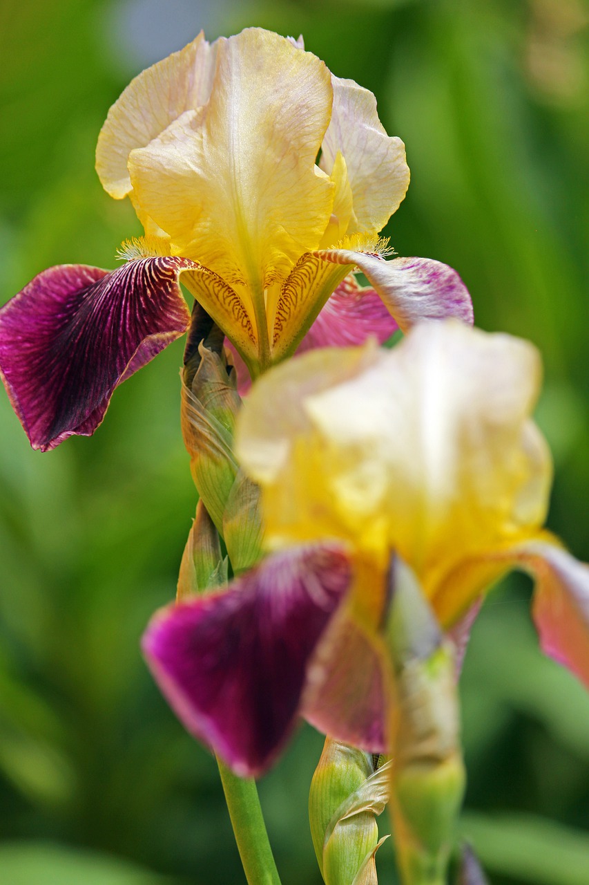 lilies  garden  nature free photo