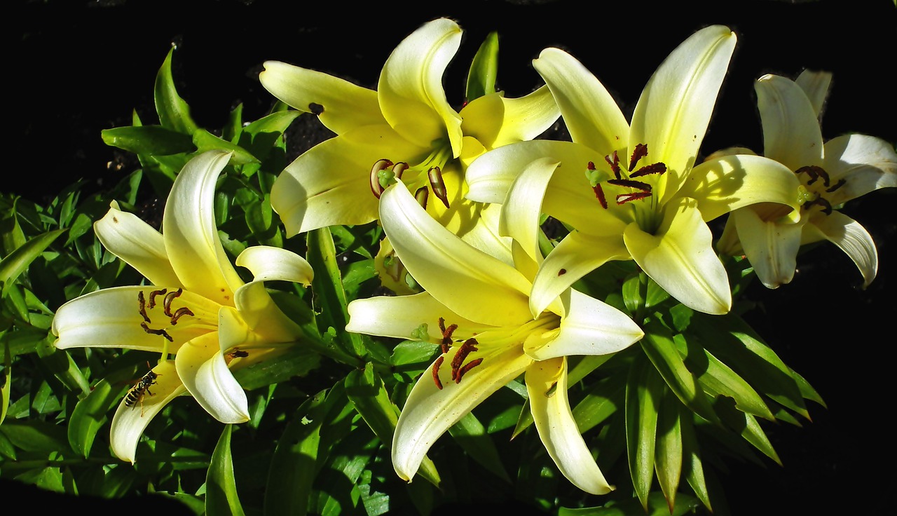 lilies  flowers  summer free photo