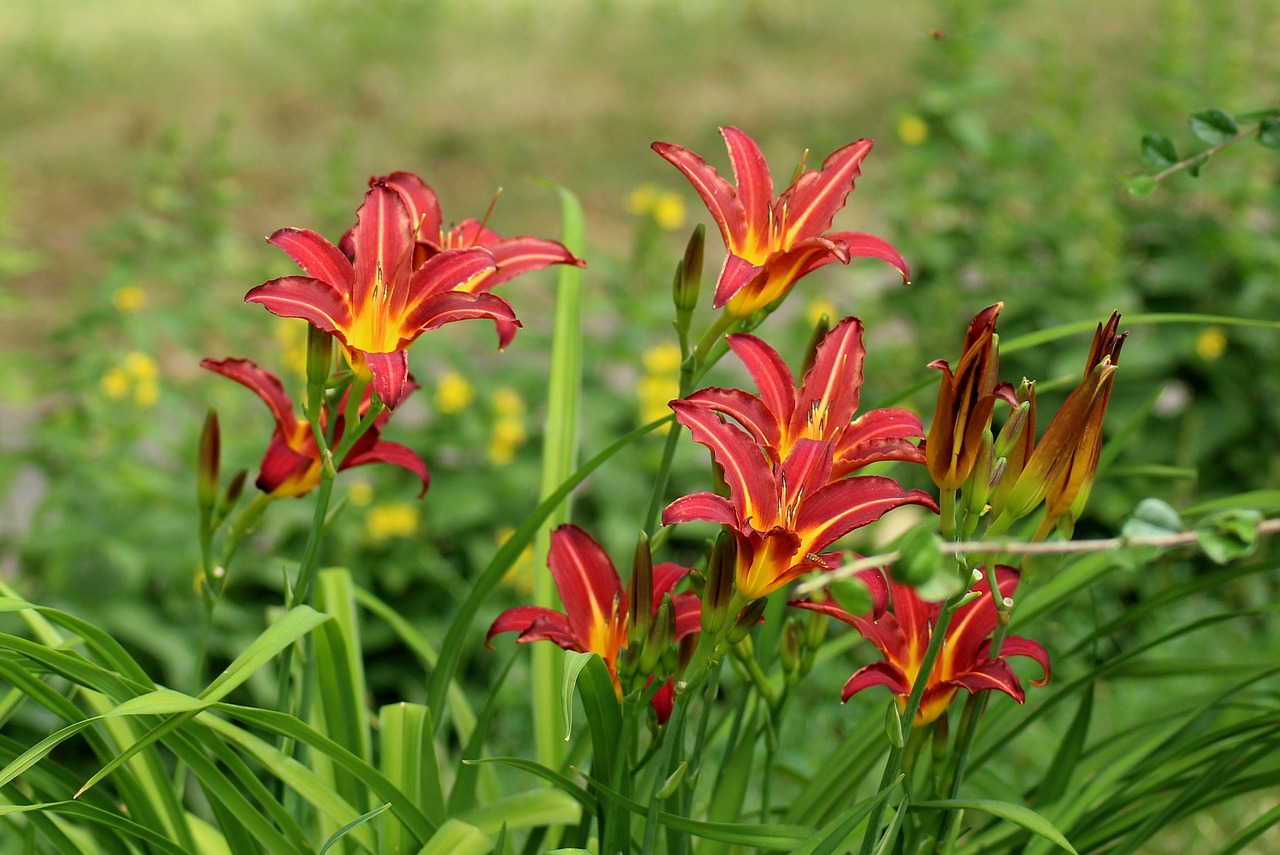 lilies  flowers  summer free photo