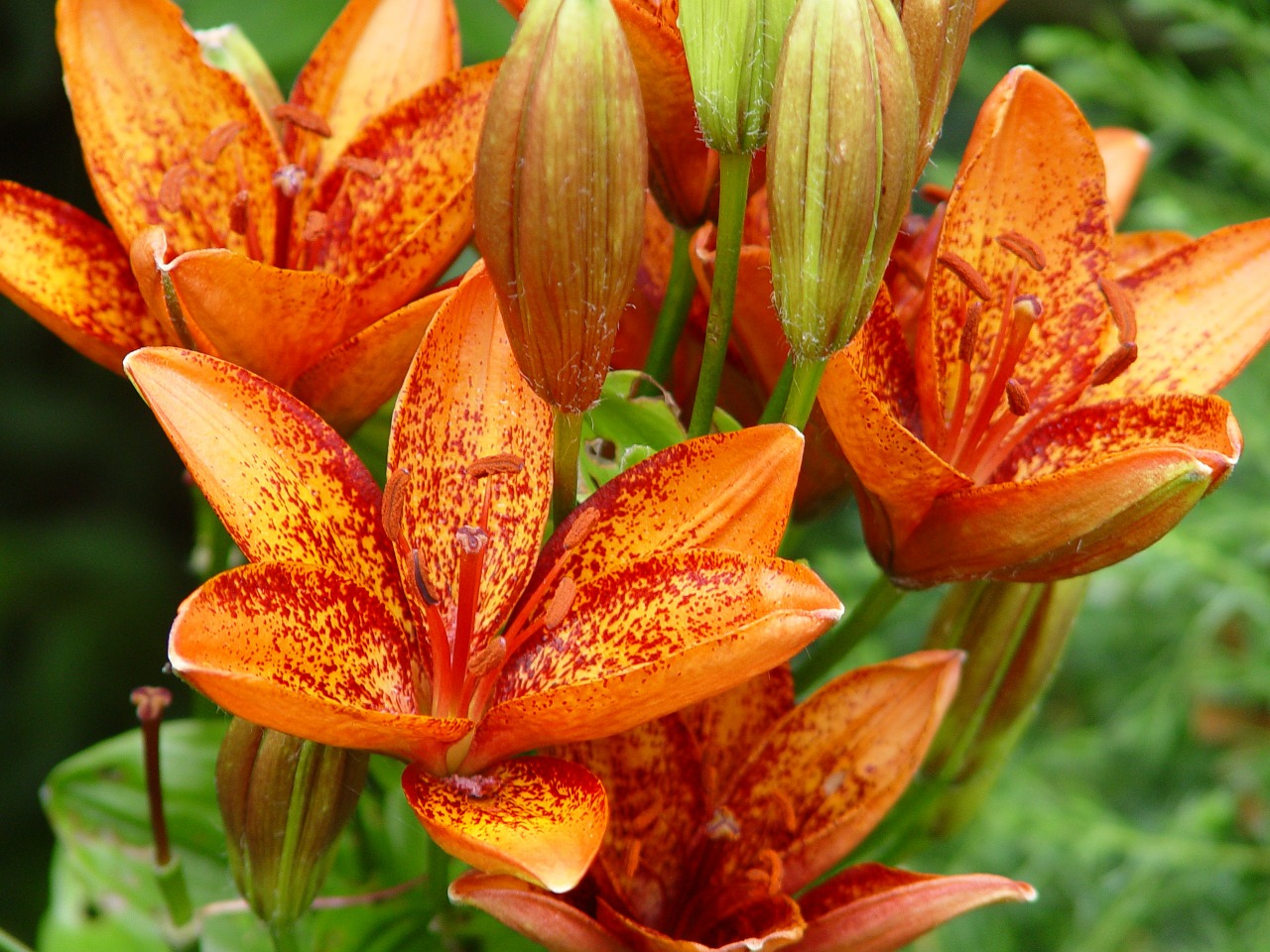 lilies flowers orange free photo