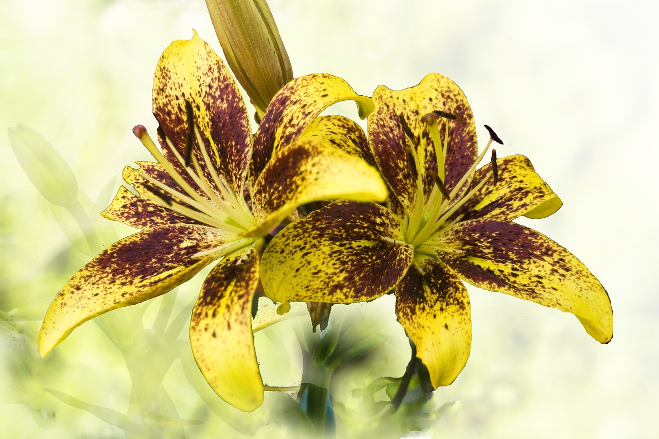 lilies yellow brown free photo