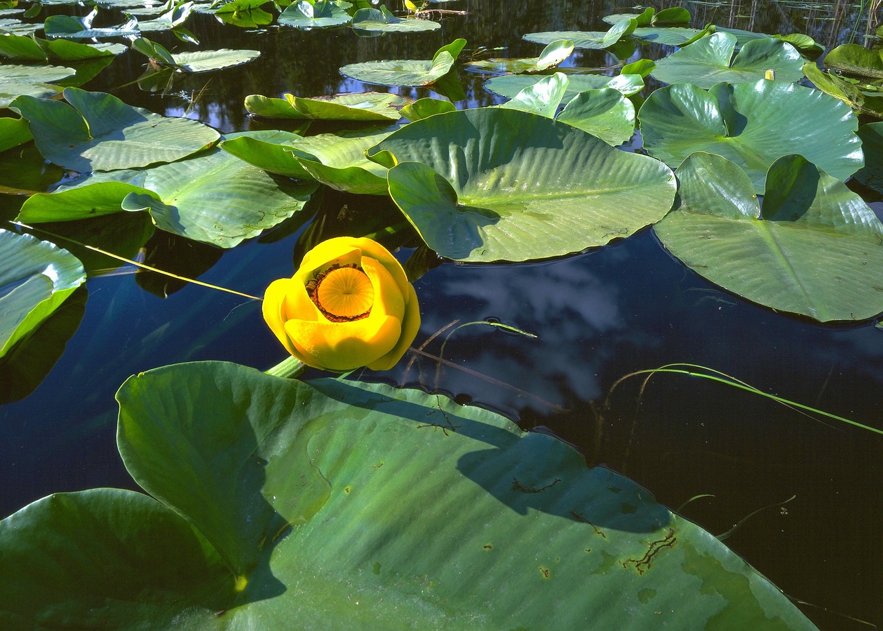 lilies pond nature free photo