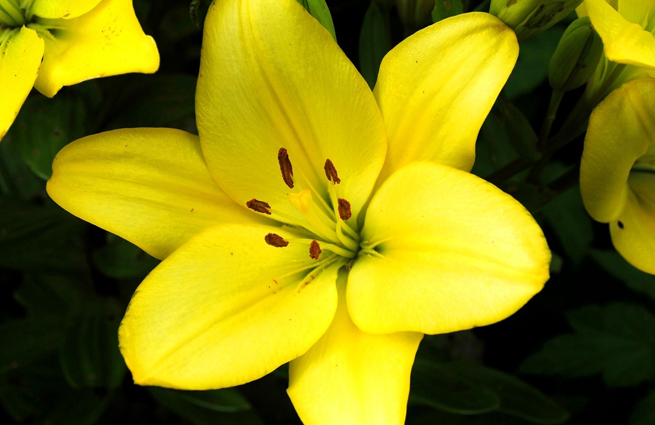 lilies nature flowers free photo