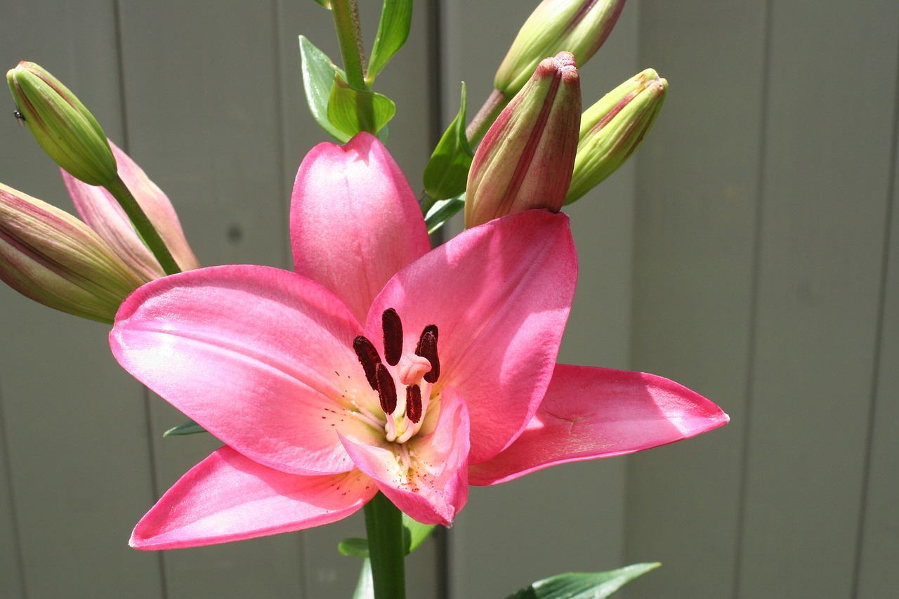 lilies flowers gardening free photo