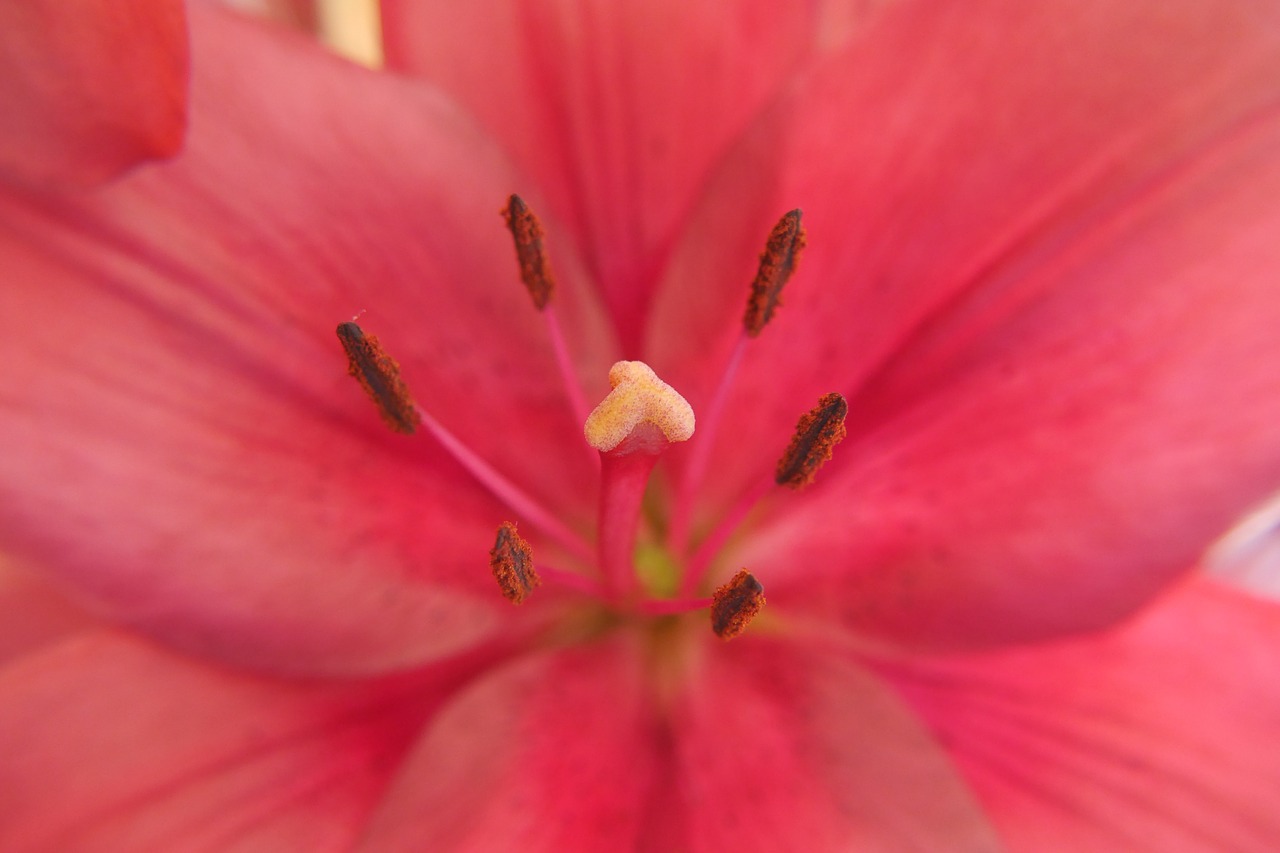 lilies flowers red free photo