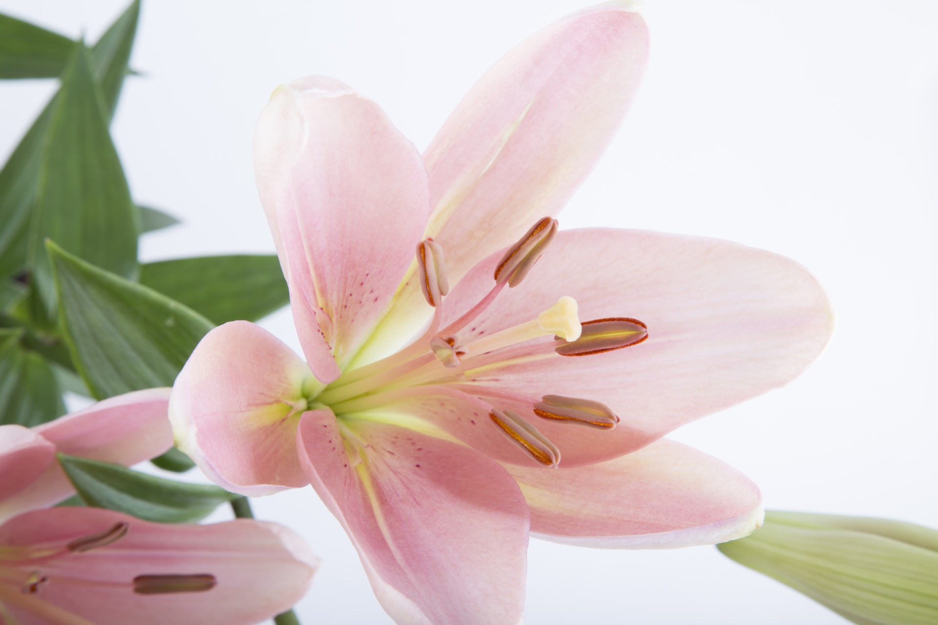 flower floral white free photo