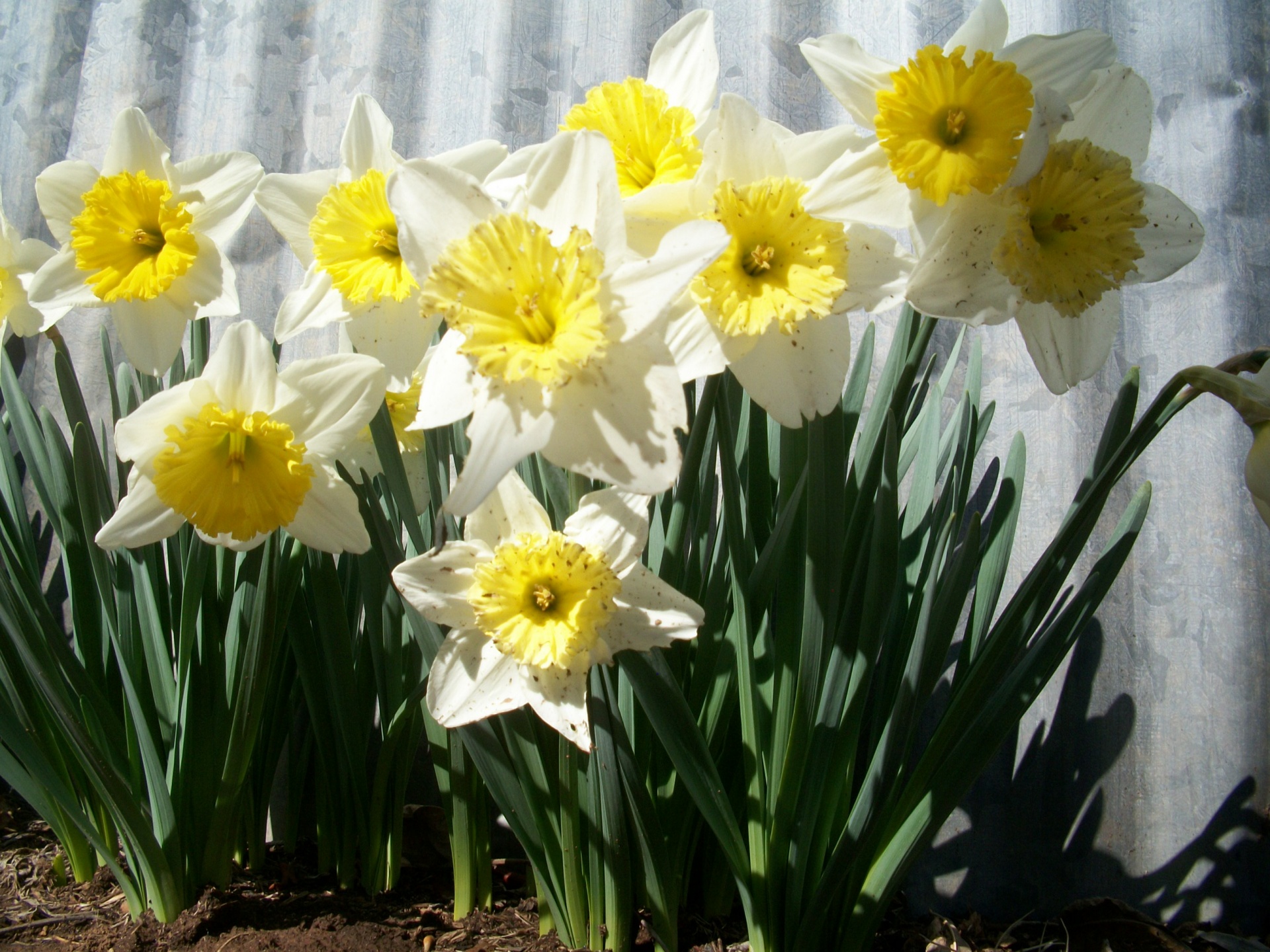 lily flowers barn free photo