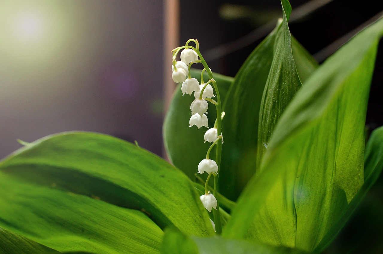 lilies of the valley summer macro photography free photo