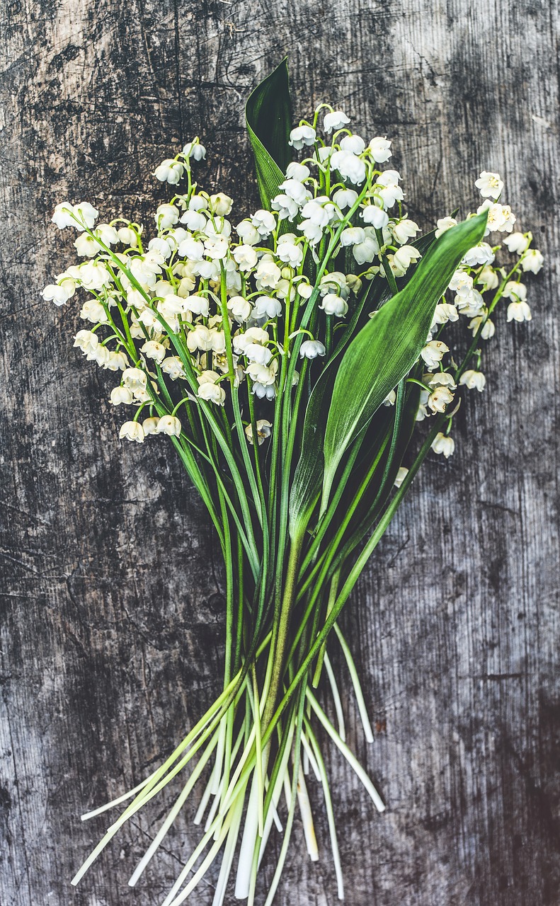 lilies of the valley wood blossom free photo