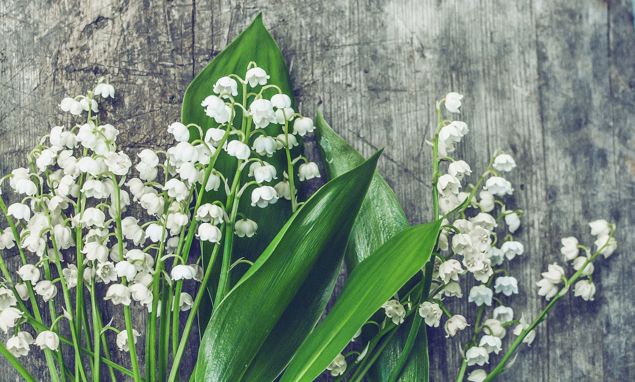 lilies of the valley wood blossom free photo