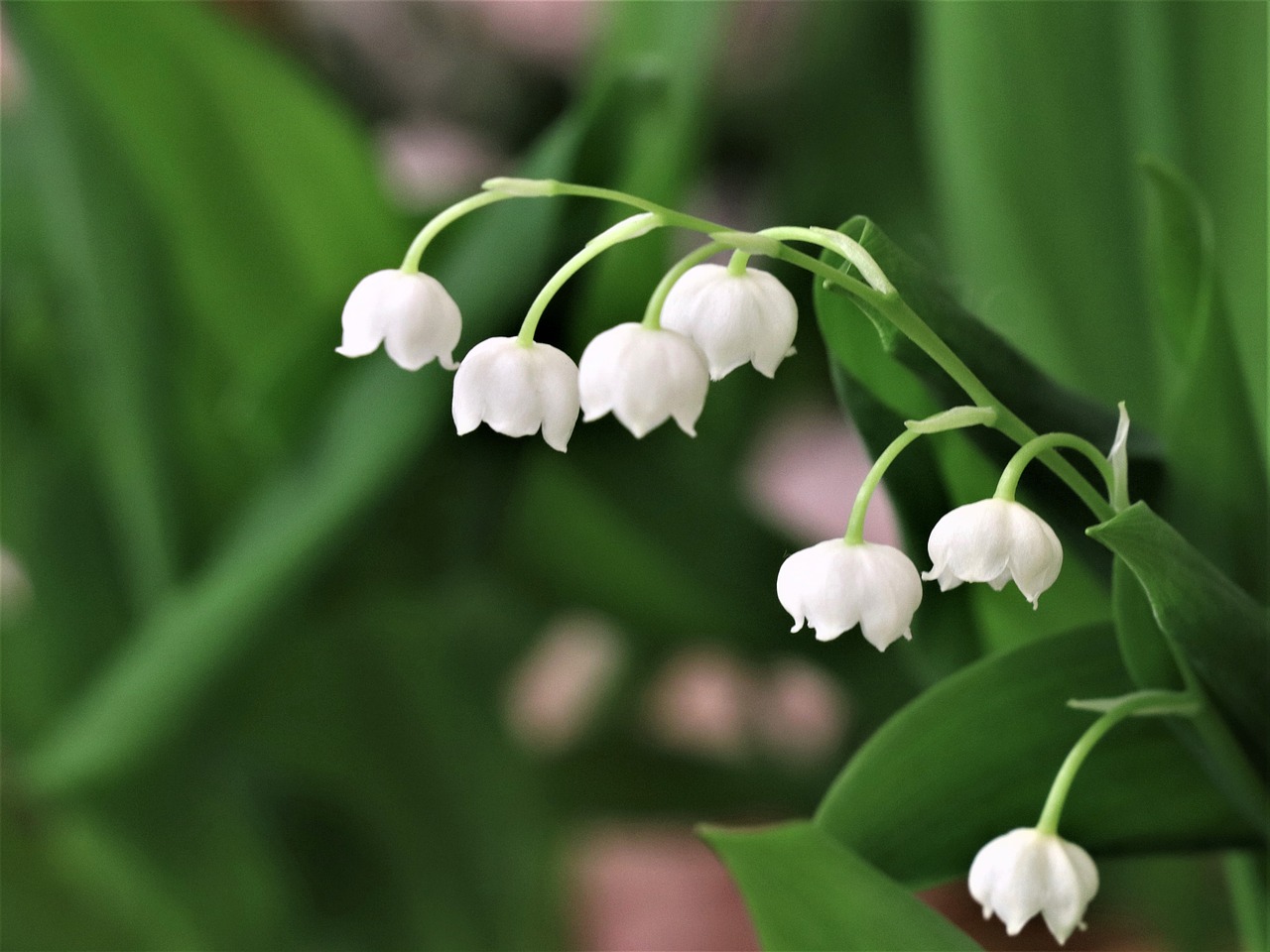 lilies of the valley  spring  lily of the valley free photo