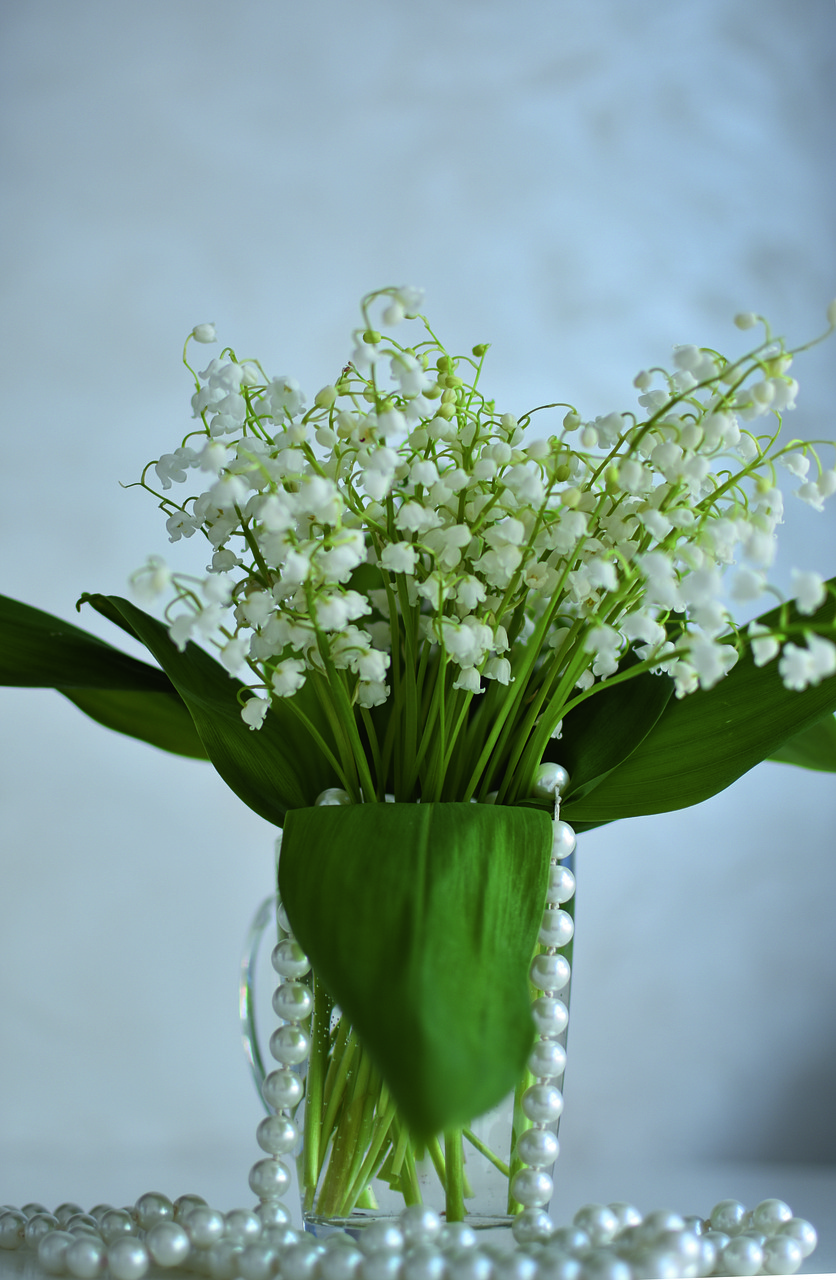 lilies of the valley  flowers  spring free photo
