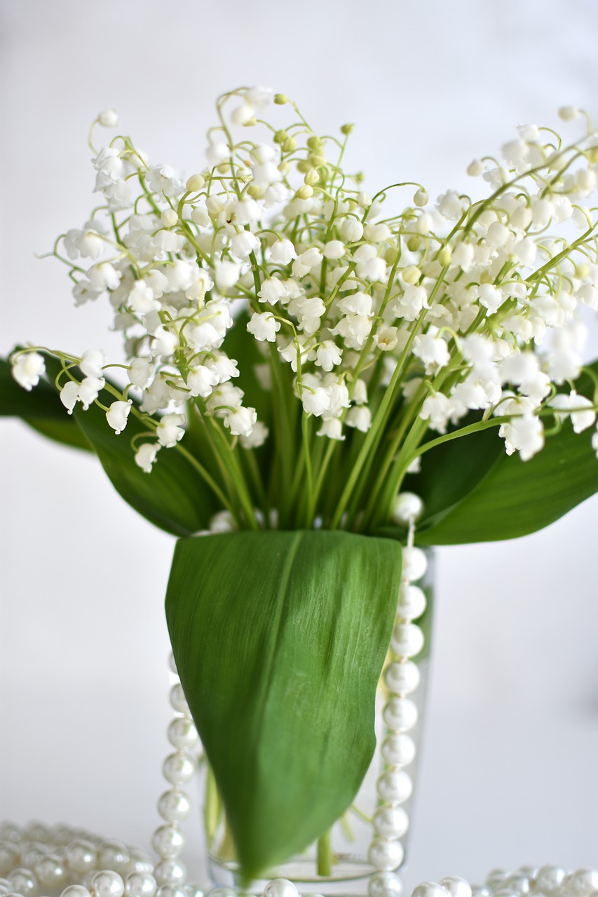 lilies of the valley  flowers  spring free photo