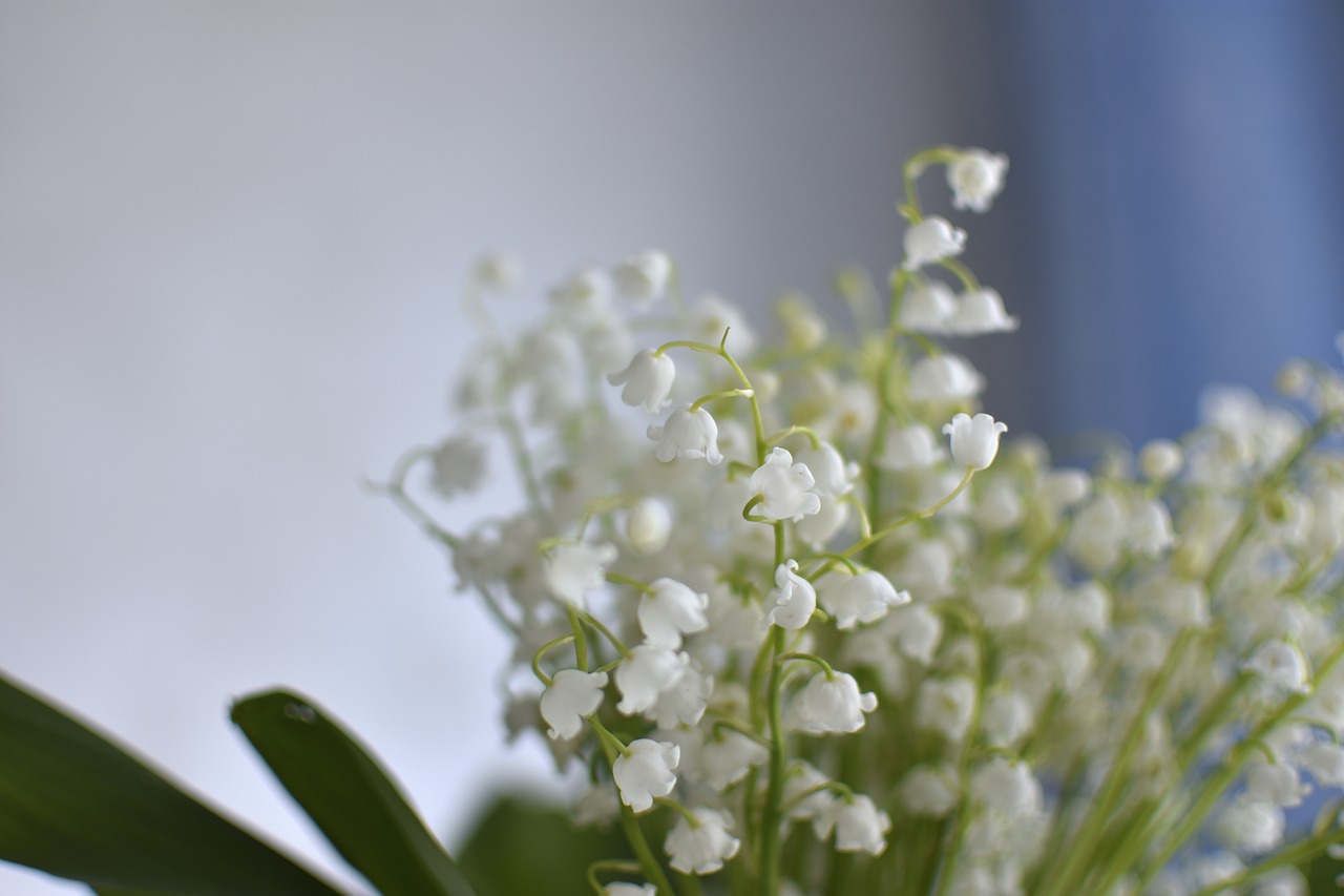 lilies of the valley  flowers  spring free photo