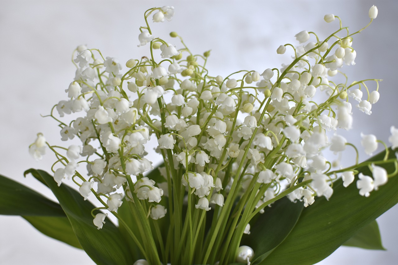 lilies of the valley  flowers  spring free photo