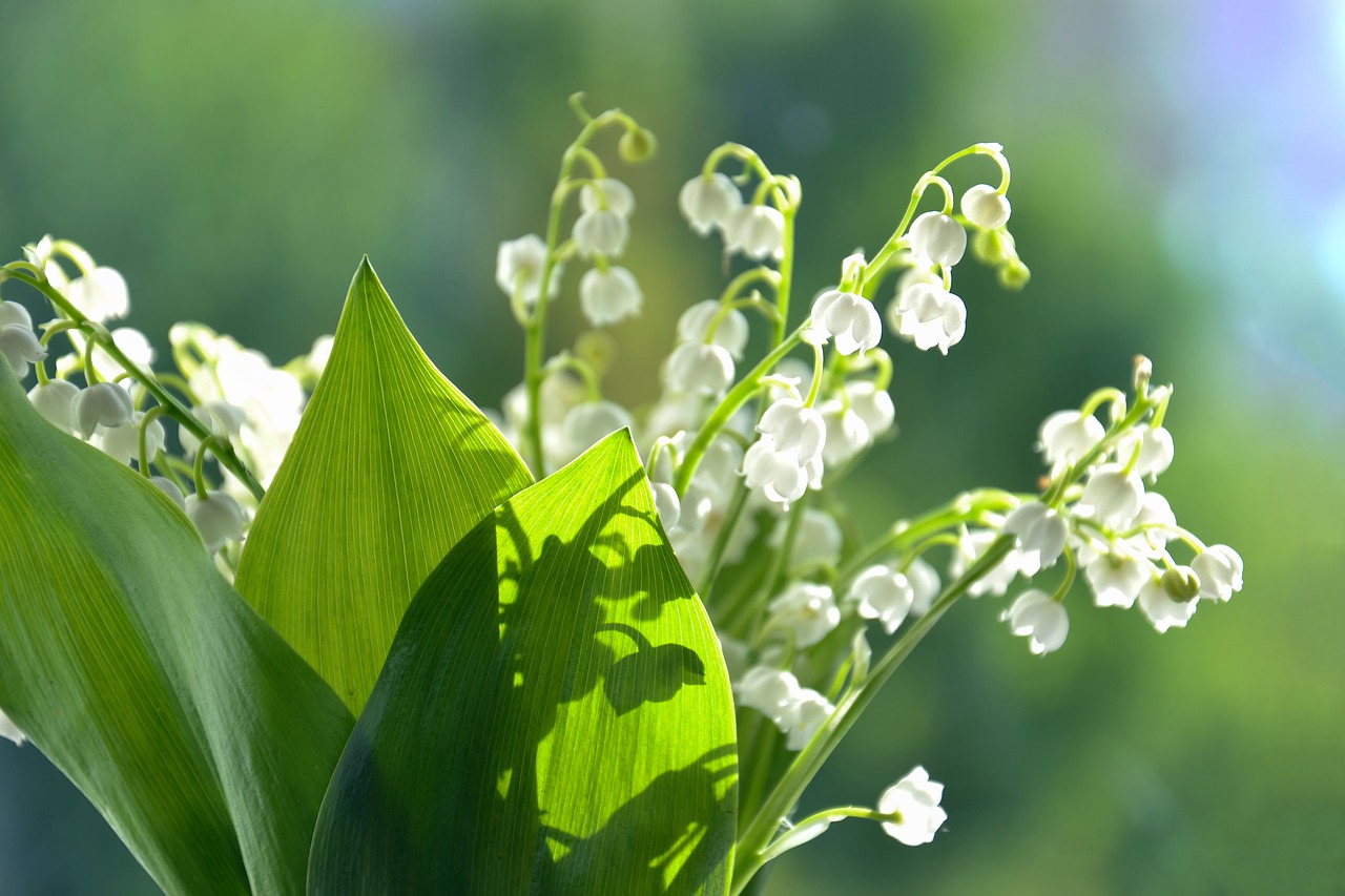 lilies of the valley  flowers  summer free photo