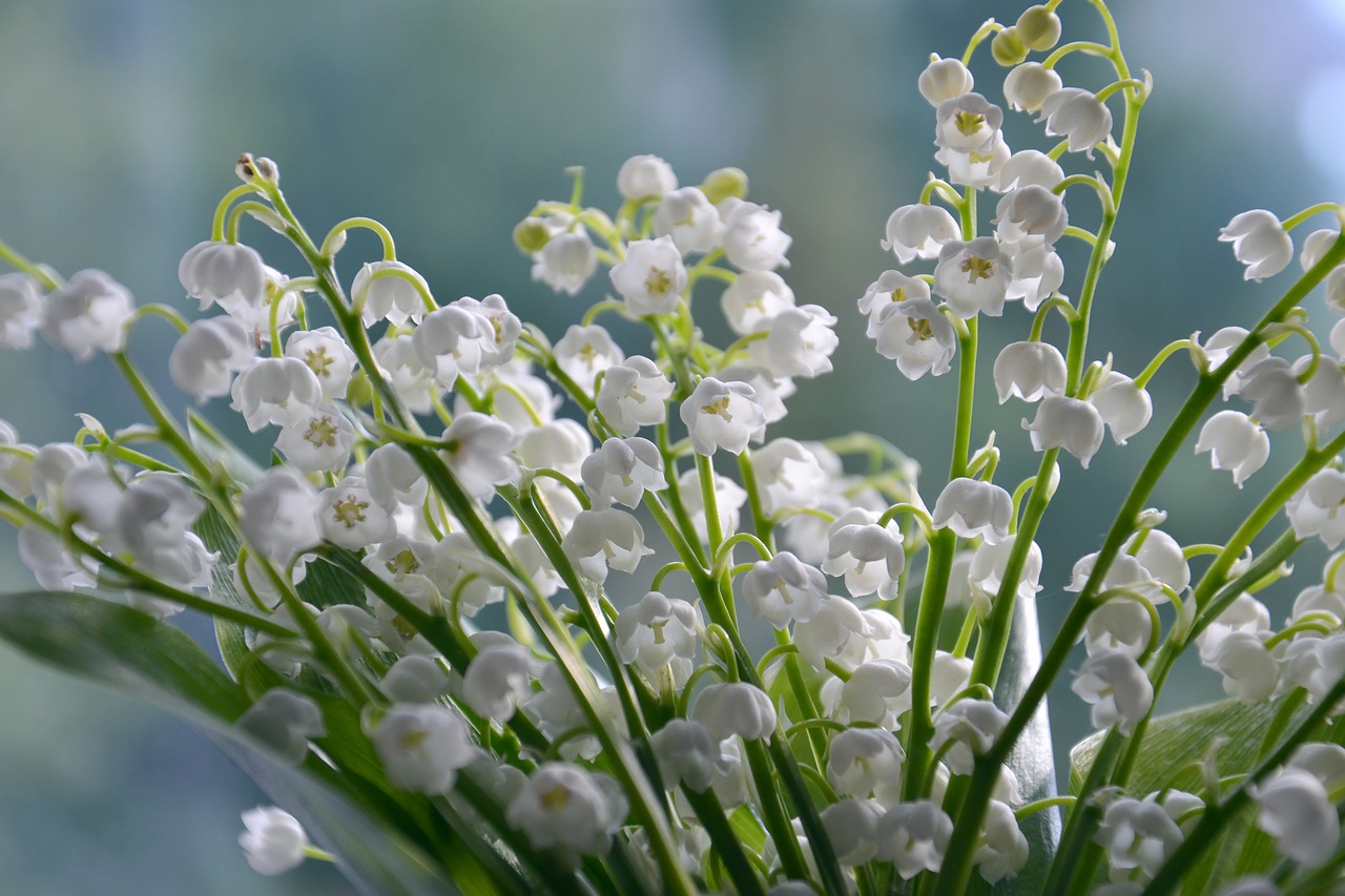 lilies of the valley  flowers  summer free photo