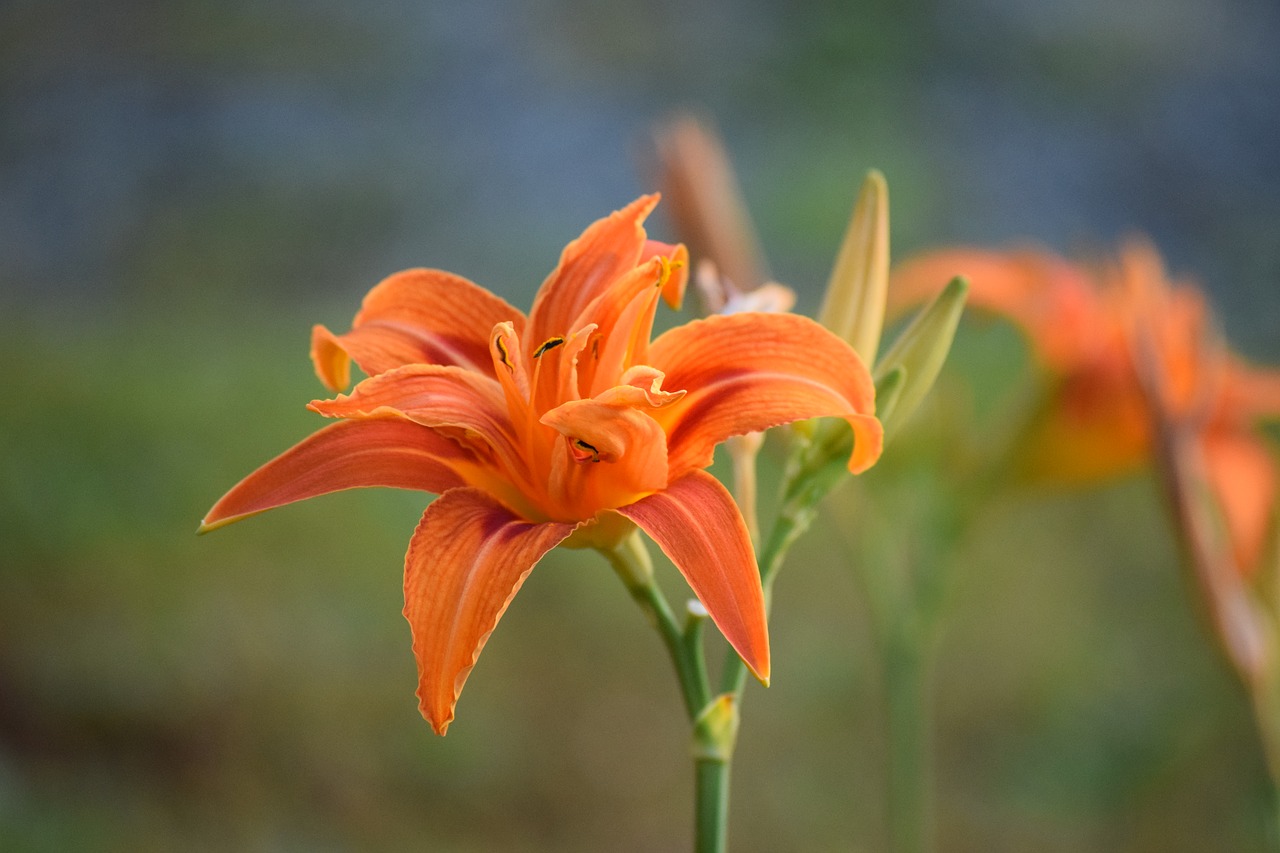 lilium lily orange free photo