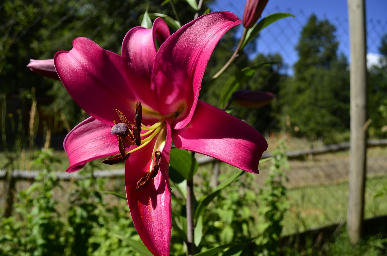 lilium  nature  colors free photo