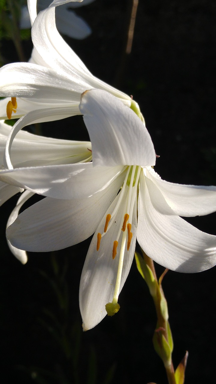 lilium  white  nature free photo