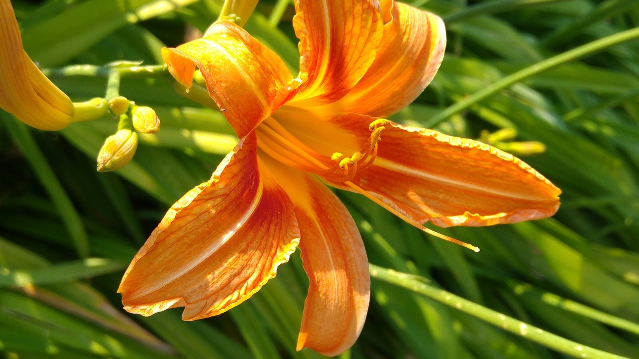 lilium  orange  nature free photo