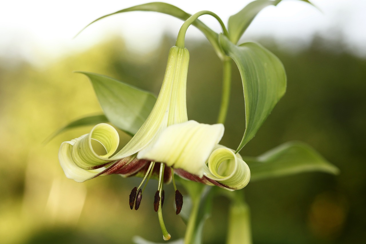 lily lilium nepalense nepalinlilja free photo