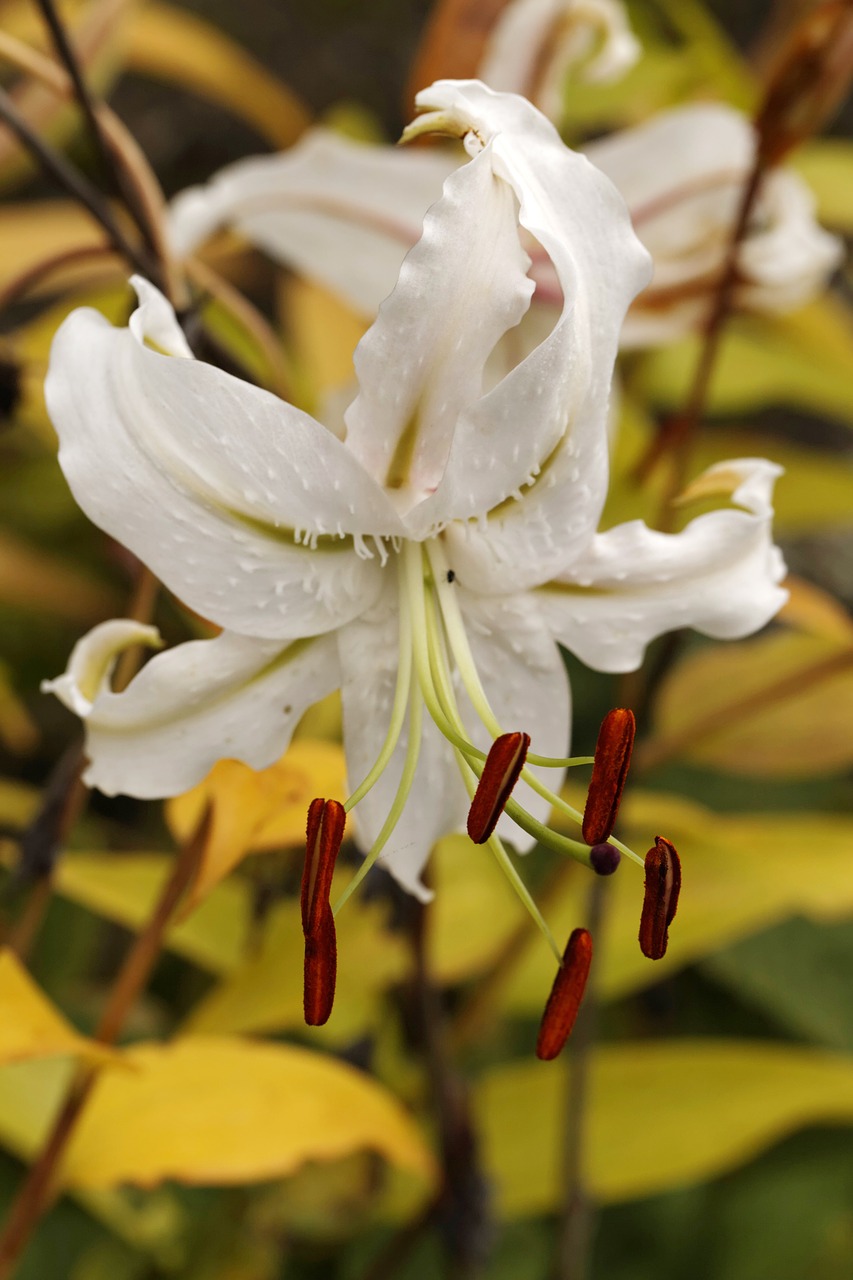 lily lilium speciosum album white lily free photo