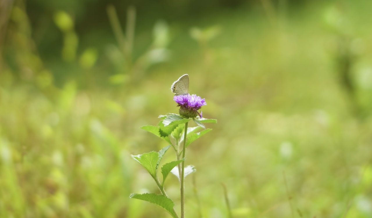 lilli  butterfly  love free photo