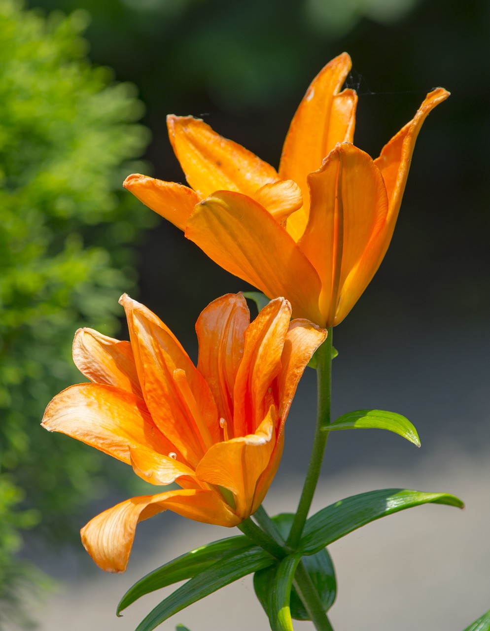 lillie  flower  plant nature free photo