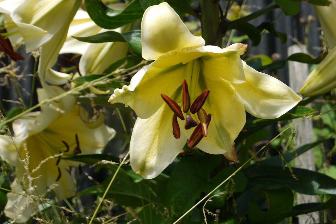 lillies flowers garden free photo