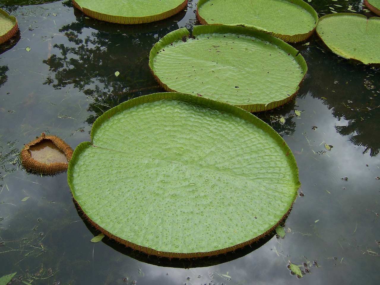 lillies water lagoon free photo