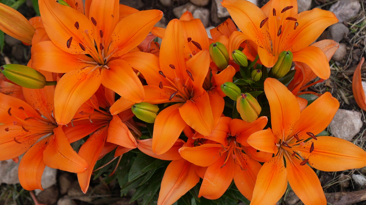 lillies flowers orange free photo