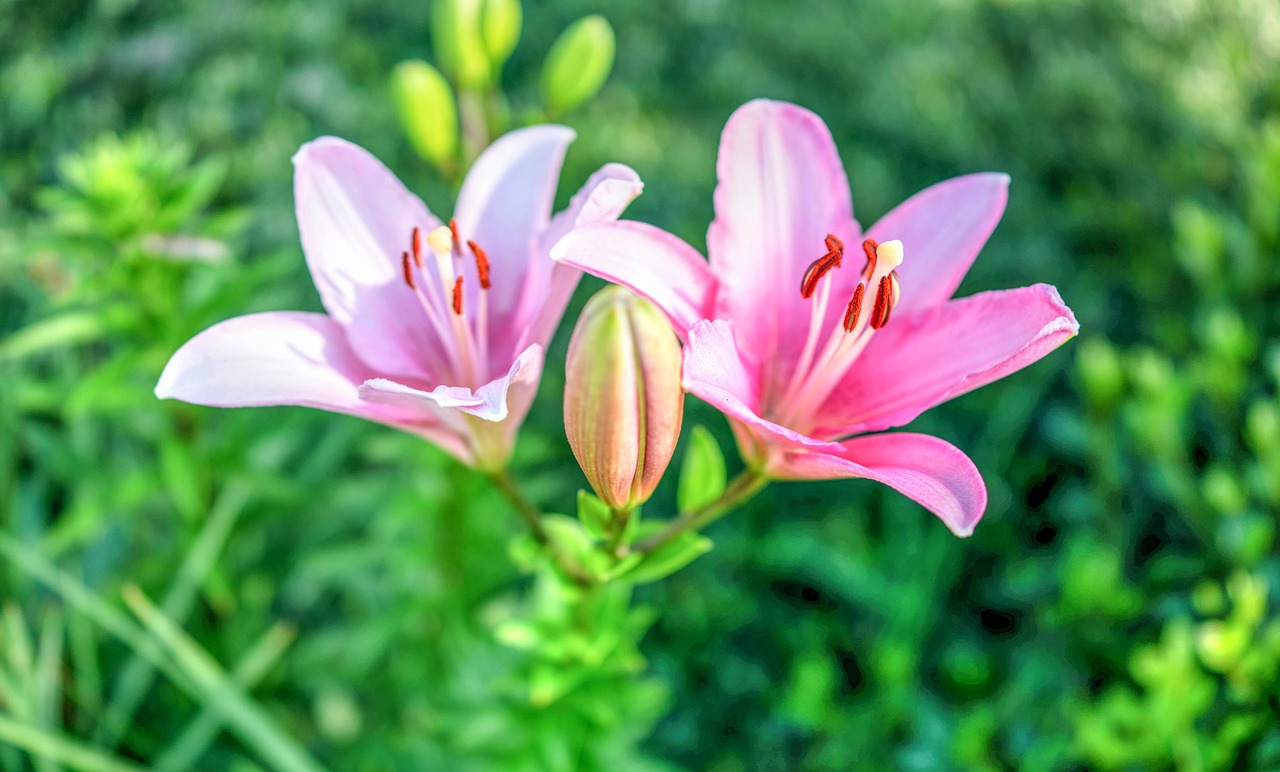 lillies  pink  gardening free photo